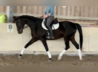 Hannoveraan, Ruin, 13 Jaar, 170 cm, Donkerbruin