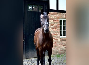 Hannoveraan, Ruin, 13 Jaar, 170 cm, Zwartbruin