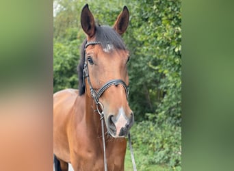 Hannoveraan, Ruin, 13 Jaar, 174 cm, Bruin