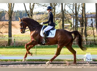 Hannoveraan, Ruin, 13 Jaar, 174 cm, Donkere-vos