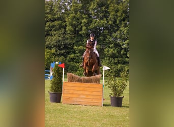 Hannoveraan, Ruin, 13 Jaar, 174 cm, Donkere-vos