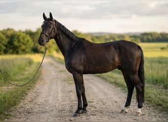 Hannoveraan, Ruin, 13 Jaar, 175 cm, Bruin