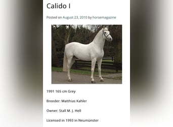 Hannoveraan, Ruin, 13 Jaar, 175 cm, Bruin
