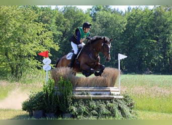 Hannoveraan, Ruin, 13 Jaar, 175 cm, Donkerbruin