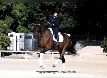 Hannoveraan, Ruin, 13 Jaar, 180 cm, Bruin