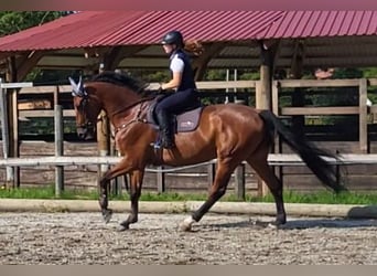 Hannoveraan, Ruin, 13 Jaar, 180 cm, Bruin