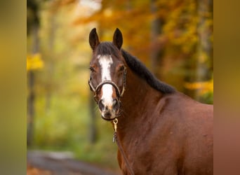 Hannoveraan, Ruin, 14 Jaar, 160 cm, Bruin