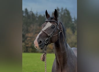 Hannoveraan, Ruin, 14 Jaar, 164 cm, Bruin