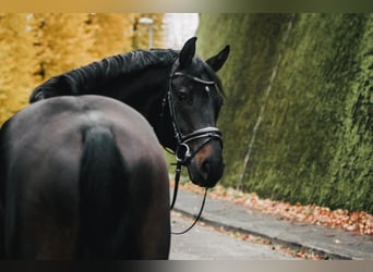 Hannoveraan, Ruin, 14 Jaar, 169 cm, Donkerbruin