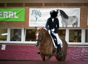 Hannoveraan, Ruin, 14 Jaar, 171 cm, Donkere-vos