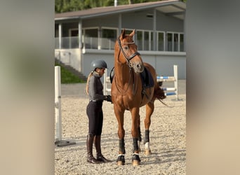 Hannoveraan, Ruin, 14 Jaar, 174 cm, Vos