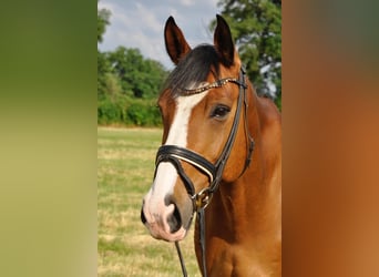 Hannoveraan, Ruin, 14 Jaar, 176 cm, Bruin