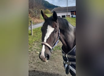 Hannoveraan, Ruin, 14 Jaar, Bruin