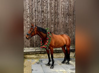 Hannoveraan, Ruin, 15 Jaar, 168 cm, Bruin