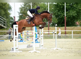 Hannoveraan, Ruin, 15 Jaar, 168 cm, Roodbruin