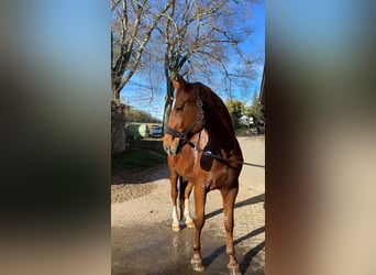 Hannoveraan, Ruin, 15 Jaar, 171 cm, Vos