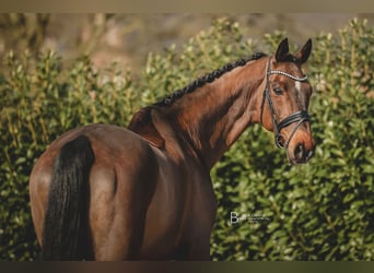 Hannoveraan, Ruin, 15 Jaar, 173 cm, Bruin