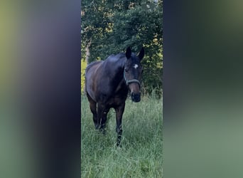 Hannoveraan, Ruin, 15 Jaar, Zwartbruin