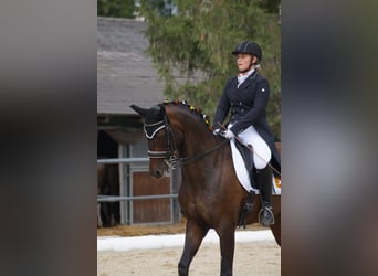 Hannoveraan, Ruin, 15 Jaar, Zwartbruin