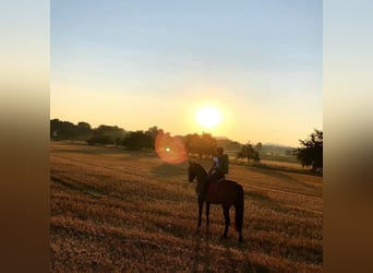 Hannoveraan, Ruin, 16 Jaar, 163 cm, Bruin