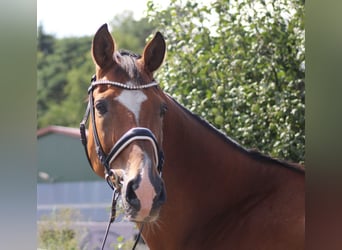 Hannoveraan, Ruin, 16 Jaar, 167 cm, Bruin
