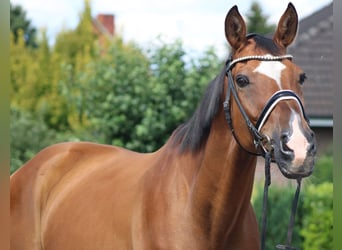Hannoveraan, Ruin, 16 Jaar, 167 cm, Bruin