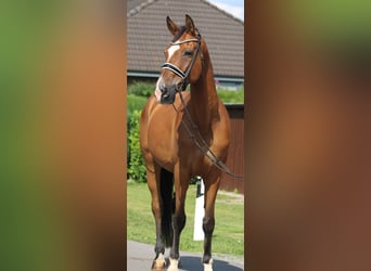 Hannoveraan, Ruin, 16 Jaar, 167 cm, Bruin