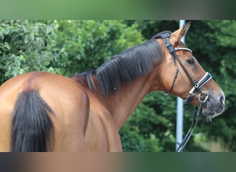 Hannoveraan, Ruin, 16 Jaar, 167 cm, Bruin