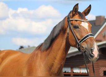 Hannoveraan, Ruin, 16 Jaar, 167 cm, Bruin