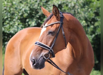 Hannoveraan, Ruin, 16 Jaar, 167 cm, Bruin