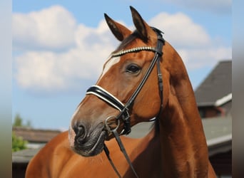 Hannoveraan, Ruin, 16 Jaar, 167 cm, Bruin