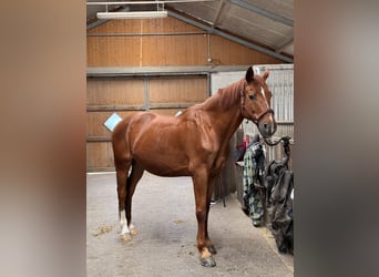 Hannoveraan, Ruin, 16 Jaar, 171 cm, Donkere-vos