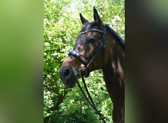 Hannoveraan, Ruin, 16 Jaar, 173 cm, Bruin