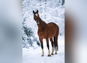 Hannoveraan, Ruin, 16 Jaar, 180 cm, Bruin