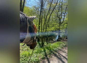Hannoveraan, Ruin, 17 Jaar, 162 cm, Bruin