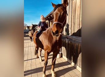 Hannoveraan, Ruin, 17 Jaar, 163 cm, Bruin