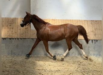 Hannoveraan, Ruin, 17 Jaar, 168 cm, Vos