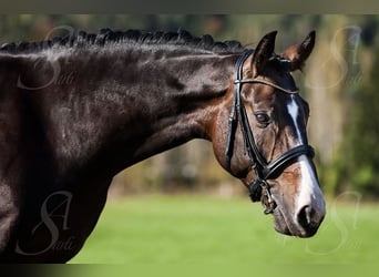 Hannoveraan, Ruin, 17 Jaar, 169 cm, Donkerbruin