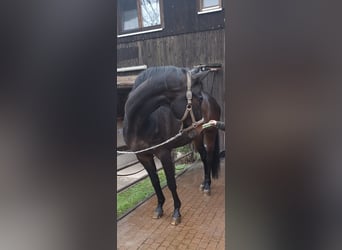 Hannoveraan, Ruin, 17 Jaar, 173 cm, Bruin