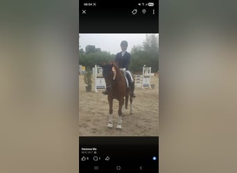Hannoveraan, Ruin, 18 Jaar, 165 cm, Vos