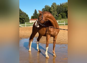 Hannoveraan, Ruin, 18 Jaar, 169 cm, Vos