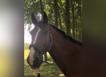 Hannoveraan, Ruin, 18 Jaar, 176 cm, Bruin