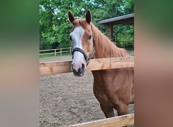 Hannoveraan Mix, Ruin, 19 Jaar, 153 cm, Sabino