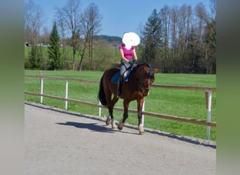 Hannoveraan, Ruin, 19 Jaar, 156 cm, Bruin