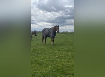 Hannoveraan, Ruin, 19 Jaar, 175 cm, Vos