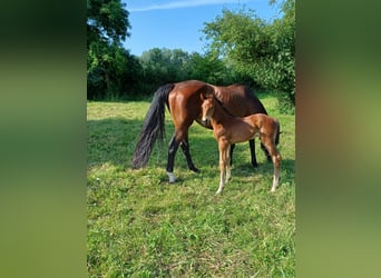 Hannoveraan, Ruin, 1 Jaar, 170 cm