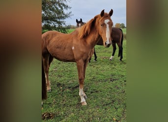 Hannoveraan, Ruin, 1 Jaar, 170 cm, Vos
