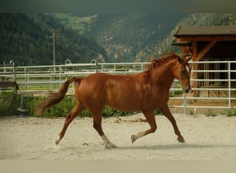 Hannoveraan, Ruin, 20 Jaar, 165 cm, Vos