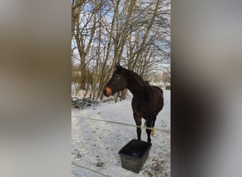 Hannoveraan, Ruin, 20 Jaar, 170 cm, Donkerbruin