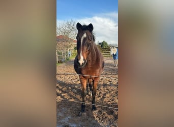 Hannoveraan, Ruin, 22 Jaar, 162 cm, Bruin